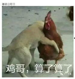 鸡哥早期爆料图片视频下载
